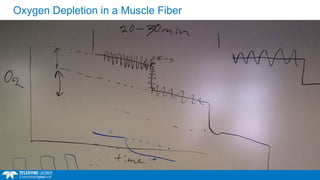 Oxygen Depletion in a Muscle Fiber
 