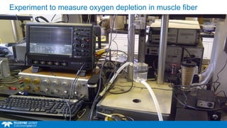 Experiment to measure oxygen depletion in muscle fiber
 