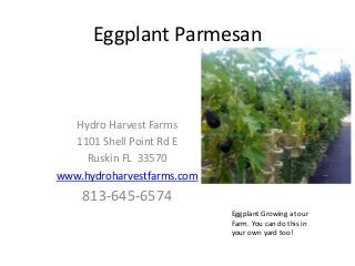 Eggplant Parmesan
Hydro Harvest Farms
1101 Shell Point Rd E
Ruskin FL 33570
www.hydroharvestfarms.com
813-645-6574
Eggplant Growing at our
Farm. You can do this in
your own yard too!
 