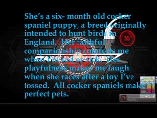 She’s a six- month old cocker
spaniel puppy, a breed originally
intended to hunt birds in
England. Her faithful
companionship comforts me
when I’m sad or sick. Her
playfulness makes me laugh
when she races after a toy I’ve
tossed. All cocker spaniels make
perfect pets.
 