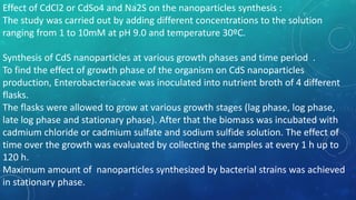 Effect of CdCl2 or CdSo4 and Na2S on the nanoparticles synthesis :
The study was carried out by adding different concentrations to the solution
ranging from 1 to 10mM at pH 9.0 and temperature 30ºC.
Synthesis of CdS nanoparticles at various growth phases and time period .
To find the effect of growth phase of the organism on CdS nanoparticles
production, Enterobacteriaceae was inoculated into nutrient broth of 4 different
flasks.
The flasks were allowed to grow at various growth stages (lag phase, log phase,
late log phase and stationary phase). After that the biomass was incubated with
cadmium chloride or cadmium sulfate and sodium sulfide solution. The effect of
time over the growth was evaluated by collecting the samples at every 1 h up to
120 h.
Maximum amount of nanoparticles synthesized by bacterial strains was achieved
in stationary phase.
 