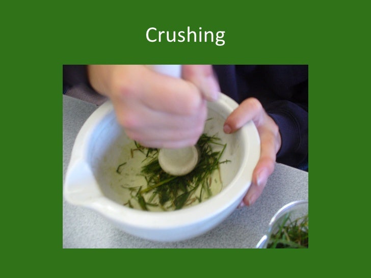 Making Paper From Grass