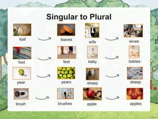 Singular to Plural
loaf loaves
baby babies
wife wives
foot feet
pear pears sheep sheep
brush brushes apple apples
 