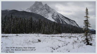 View of Mt Burgess, near Emerald
Lake. The Walcott Quarry is left of
the frame.
 