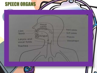 SPEECH ORGANS 
by: Mgster. Ramon Guerra 
 