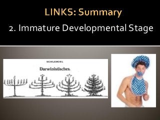 2. Immature Developmental Stage
 