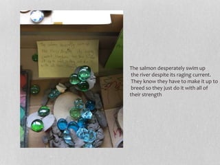 The salmon desperately swim up
the river despite its raging current.
They know they have to make it up to
breed so they just do it with all of
their strength
 