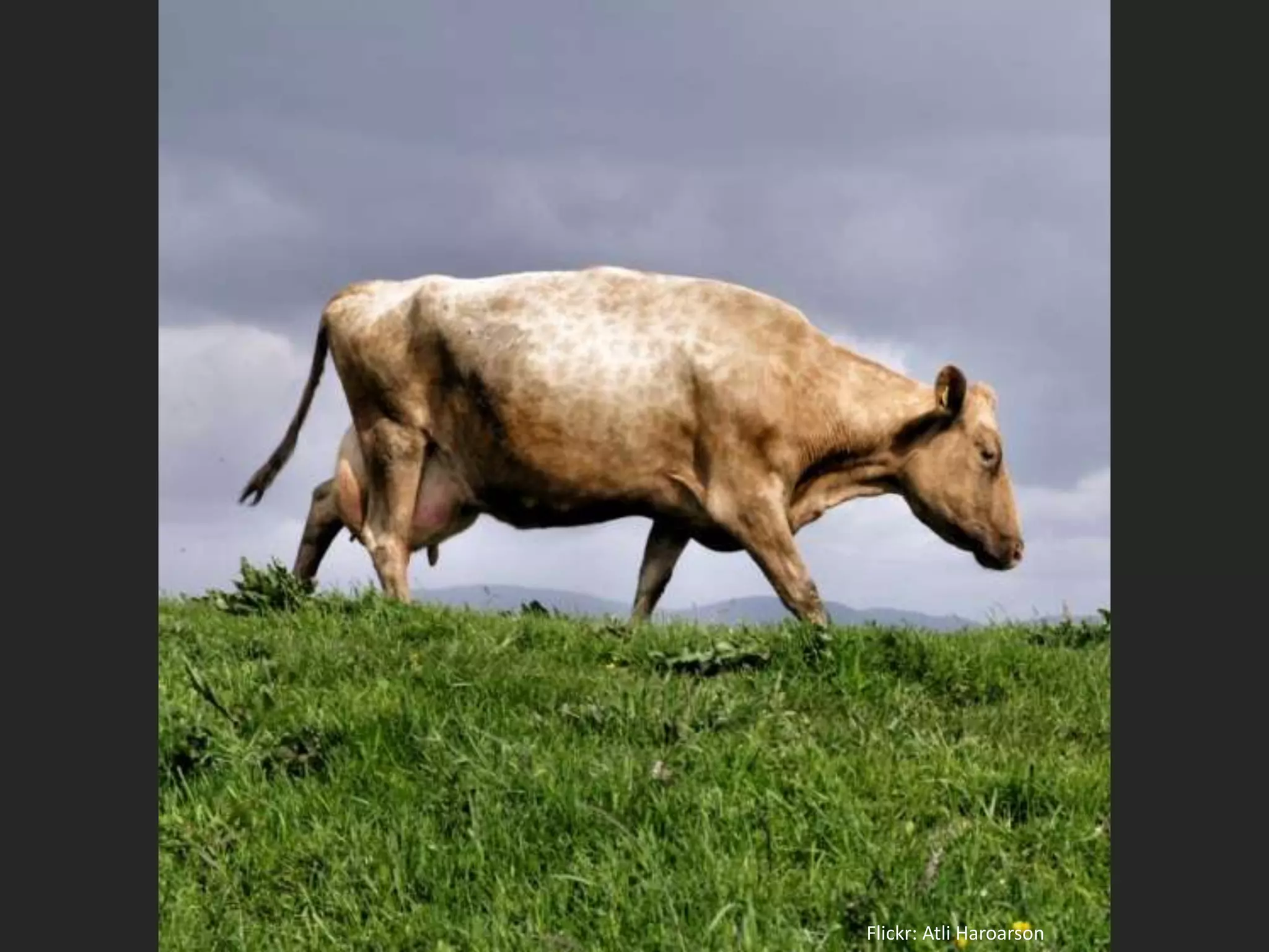 Flickr: AtliHaroarson