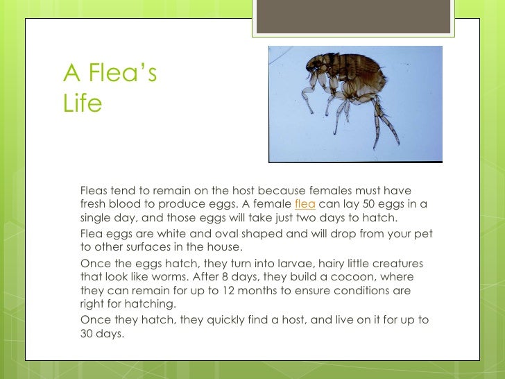 Making your fleas infestation flee
