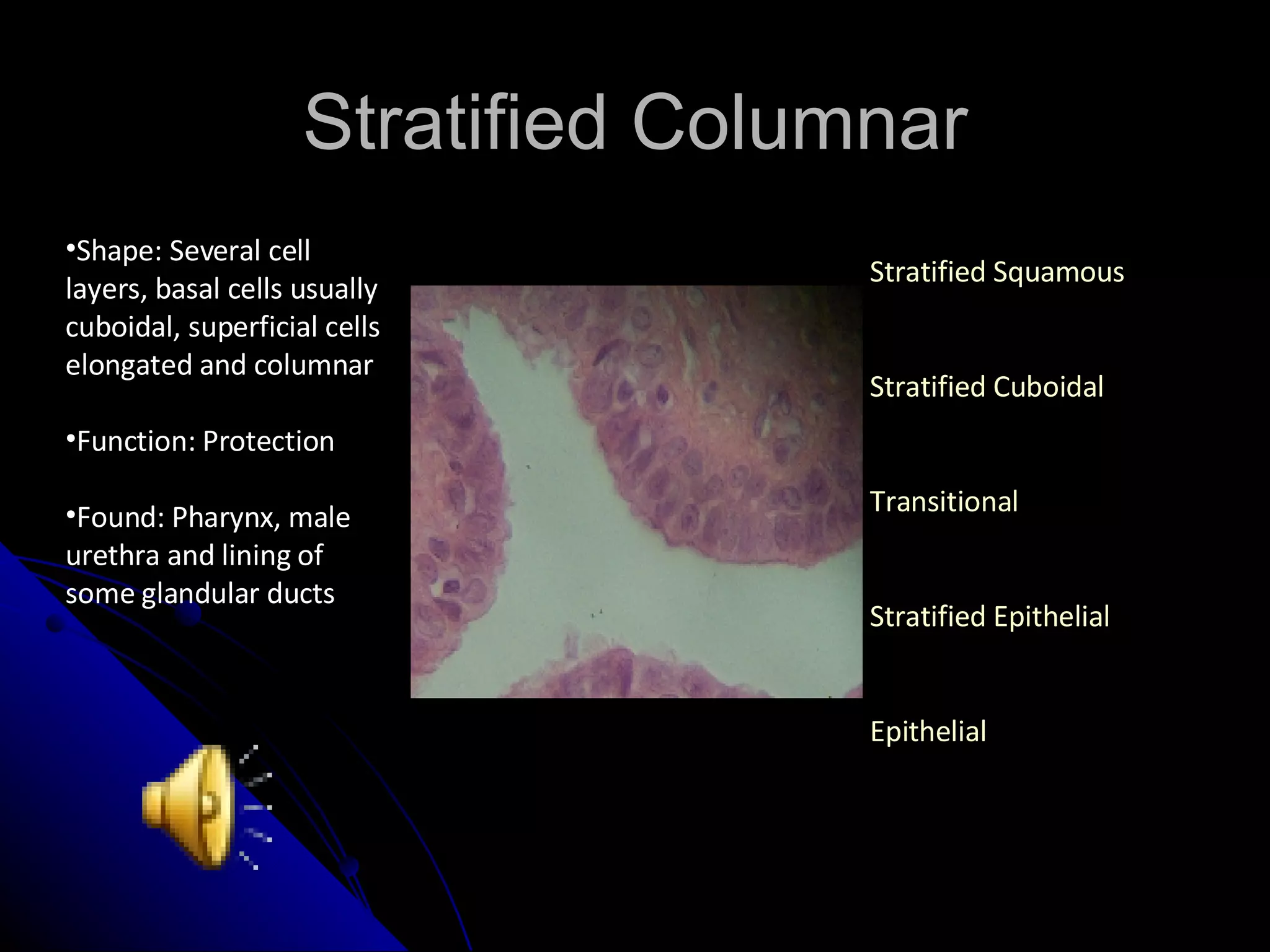 Stratified Columnar Shape: Several cell layers, basal cells usually cuboidal, superficial cells elongated and columnar Function: Protection Found: Pharynx, male urethra and lining of some glandular ducts Stratified Squamous Stratified Cuboidal Transitional Stratified Epithelial Epithelial 
