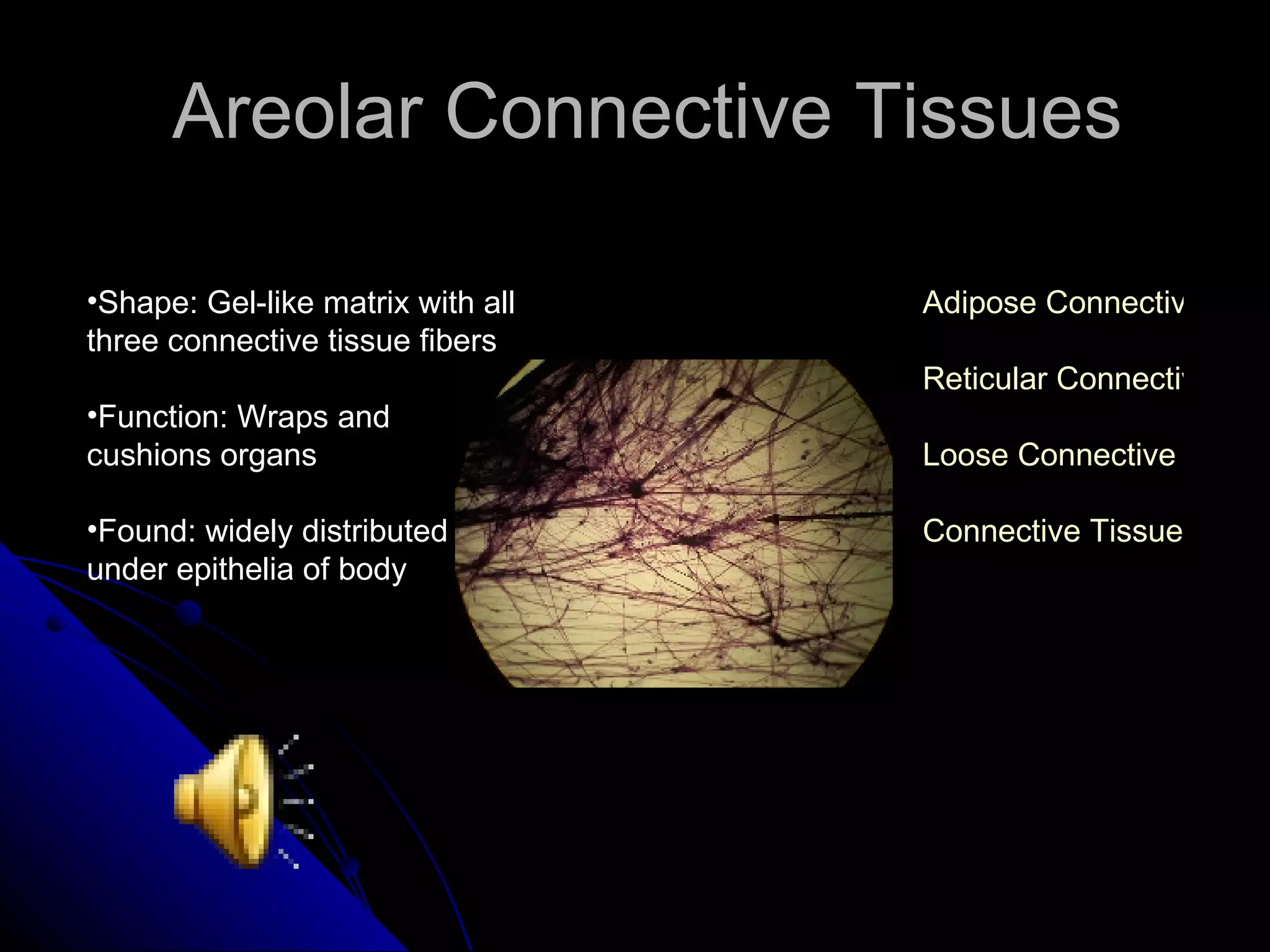 Areolar Connective Tissues Shape: Gel-like matrix with all three connective tissue fibers Function: Wraps and cushions organs Found: widely distributed under epithelia of body Adipose Connective Tissue Reticular Connective Tissue Loose Connective Tissue Connective Tissue 