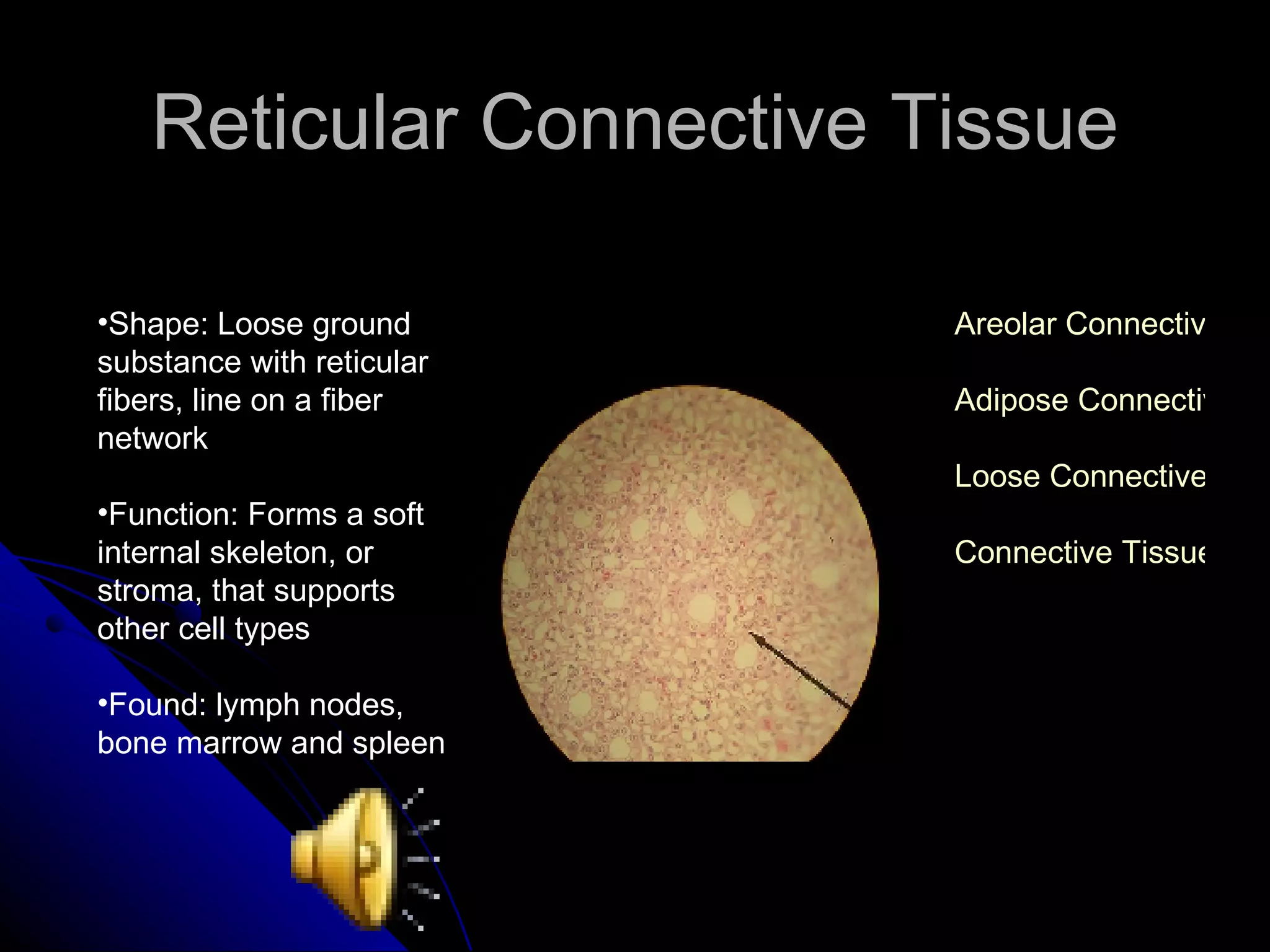 Reticular Connective Tissue Shape: Loose ground substance with reticular fibers, line on a fiber network Function: Forms a soft internal skeleton, or stroma, that supports other cell types Found: lymph nodes, bone marrow and spleen Areolar Connective Tissue Adipose Connective Tissue Loose Connective Tissue Connective Tissue 