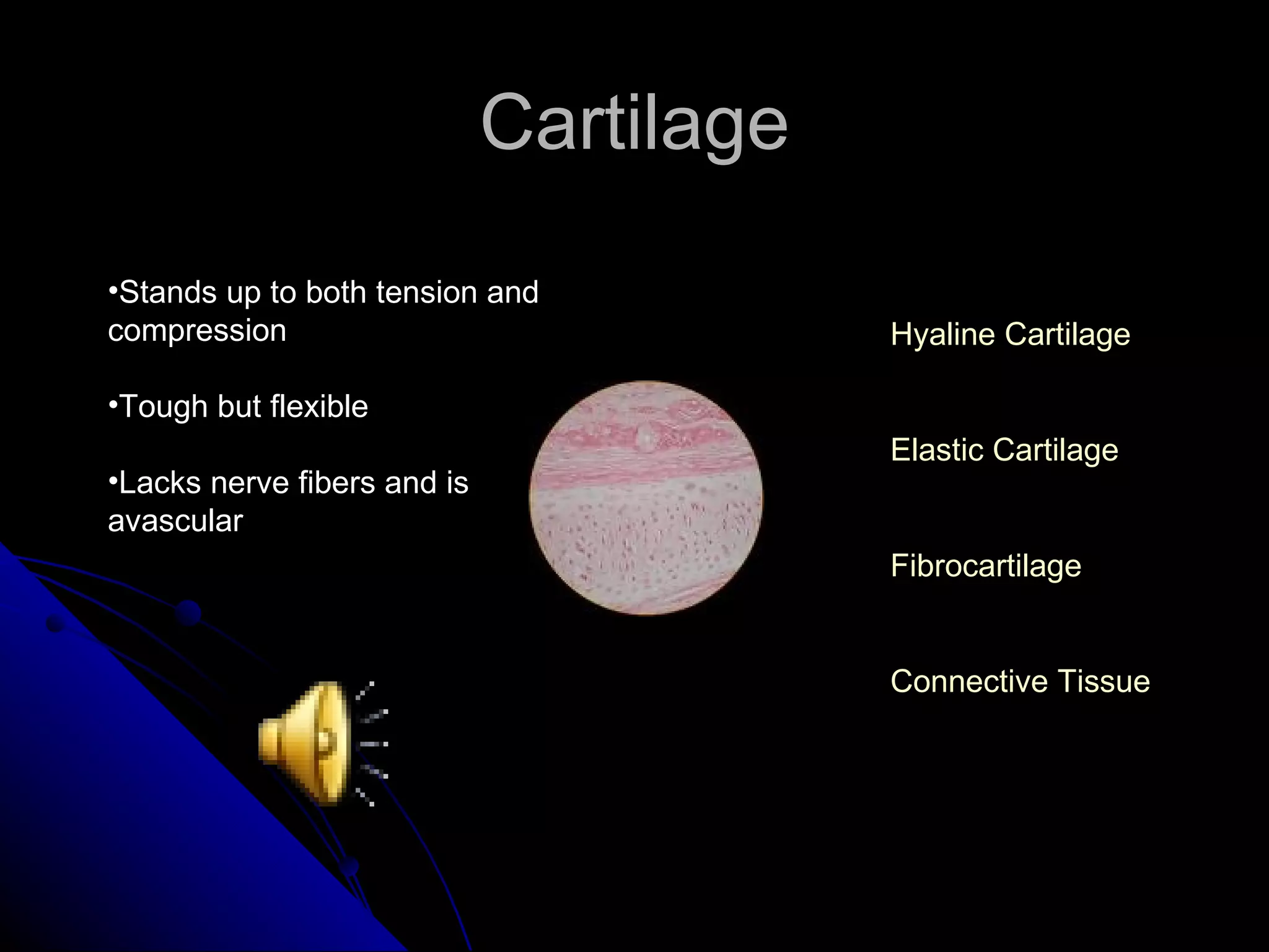 Cartilage Stands up to both tension and compression Tough but flexible Lacks nerve fibers and is avascular Hyaline Cartilage Elastic Cartilage Fibrocartilage Connective Tissue 
