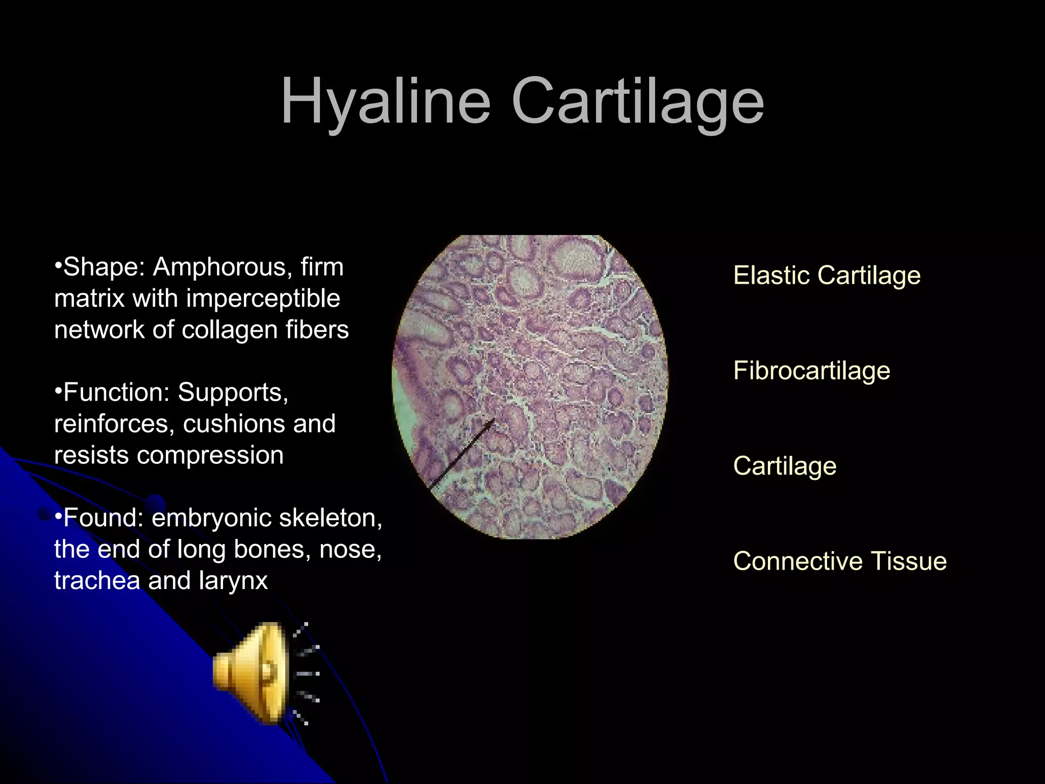 Hyaline Cartilage Shape: Amphorous, firm matrix with imperceptible network of collagen fibers Function: Supports, reinforces, cushions and resists compression Found: embryonic skeleton, the end of long bones, nose, trachea and larynx Elastic Cartilage Fibrocartilage Cartilage Connective Tissue 