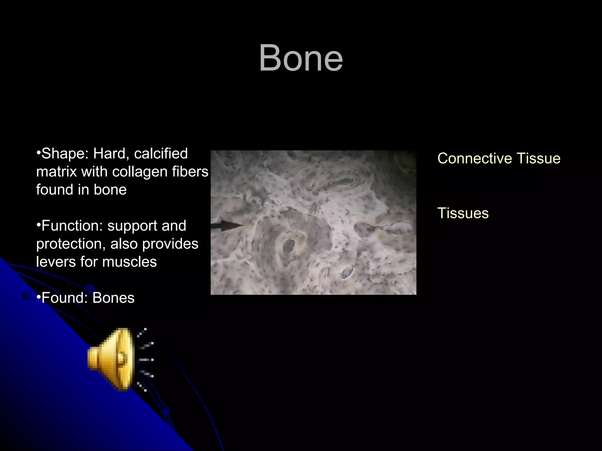 Bone Shape: Hard, calcified matrix with collagen fibers found in bone Function: support and protection, also provides levers for muscles  Found: Bones Connective Tissues Tissues 