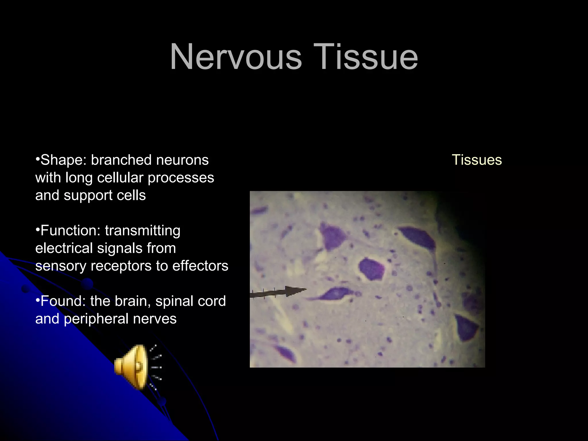Nervous Tissue Shape: branched neurons with long cellular processes and support cells Function: transmitting electrical signals from sensory receptors to effectors Found: the brain, spinal cord and peripheral nerves Tissues 