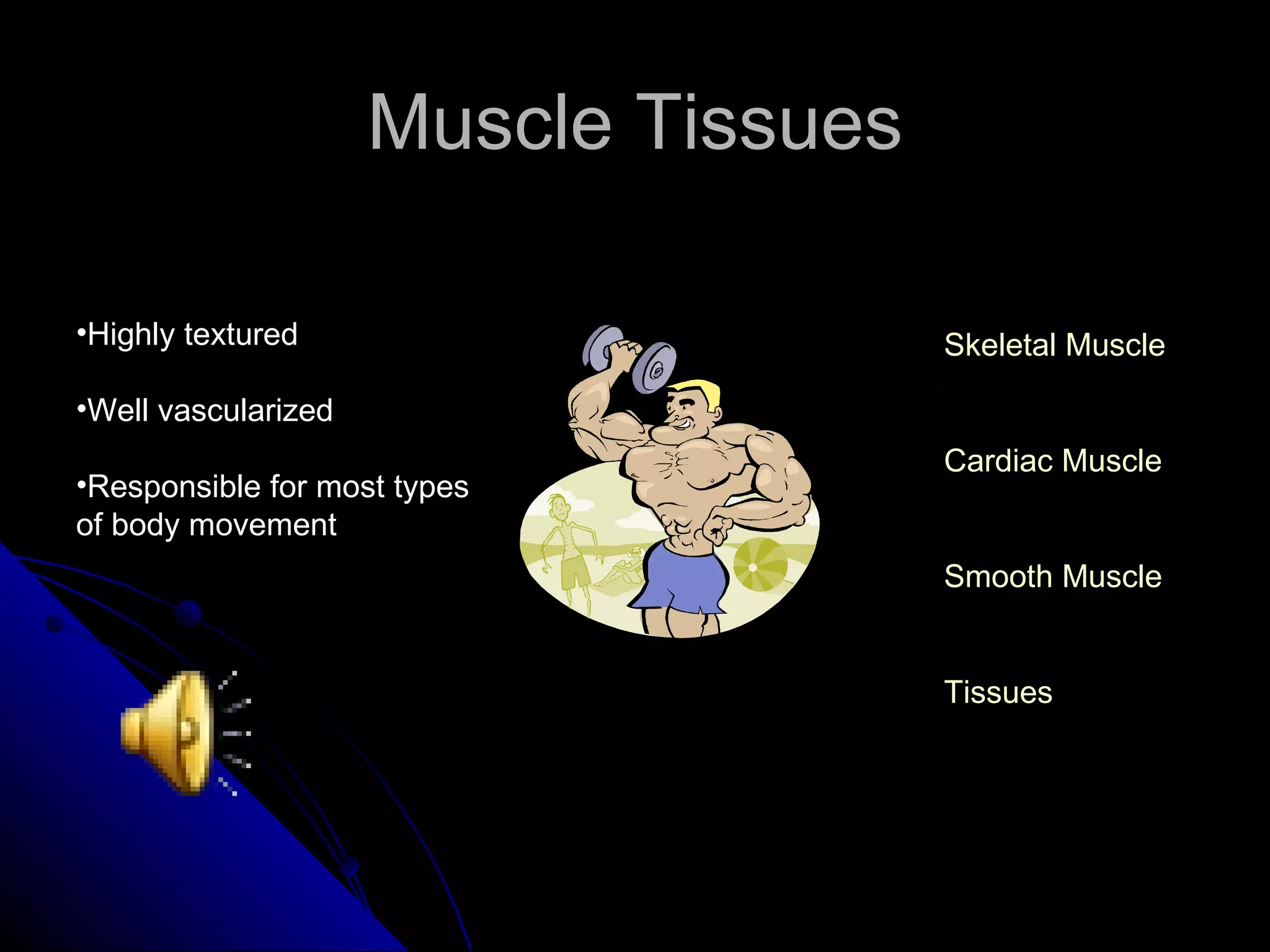 Muscle Tissues Highly textured Well vascularized Responsible for most types of body movement Skeletal Muscle Cardiac Muscle Smooth Muscle Tissues 