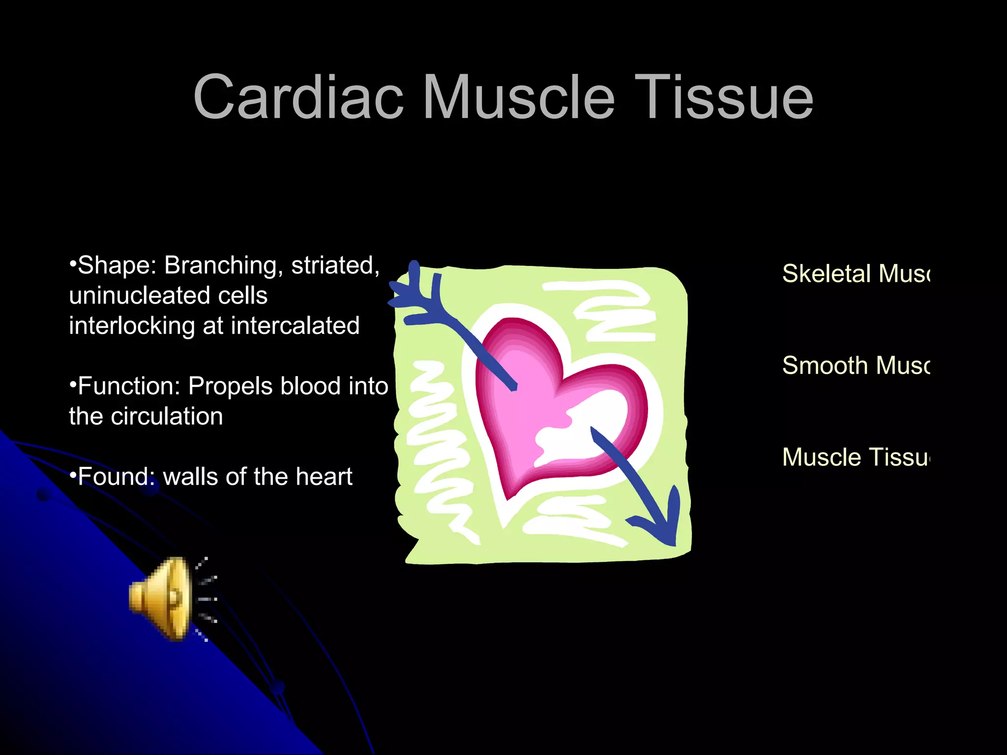 Cardiac Muscle Tissue Shape: Branching, striated, uninucleated cells interlocking at intercalated  Function: Propels blood into the circulation Found: walls of the heart Skeletal Muscle Smooth Muscle Muscle Tissues 