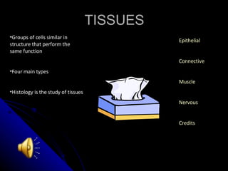 TISSUES ,[object Object],[object Object],[object Object],[object Object],[object Object],Epithelial Connective Muscle Nervous Credits 