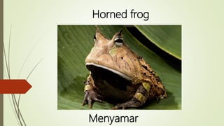 Menyamar
Horned frog
 