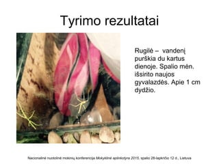 Tyrimo rezultatai
Nacionalinė nuotolinė mokinių konferencija Mokyklinė aplinkotyra 2015, spalio 28-lapkričio 12 d., Lietuva
Rugilė – vandenį
purškia du kartus
dienoje. Spalio mėn.
išsirito naujos
gyvalazdės. Apie 1 cm
dydžio.
 