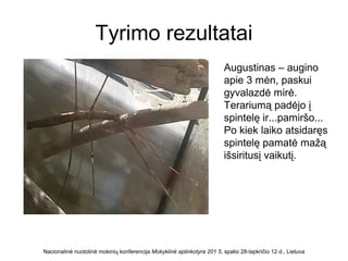 Tyrimo rezultatai
Nacionalinė nuotolinė mokinių konferencija Mokyklinė aplinkotyra 201 5, spalio 28-lapkričio 12 d., Lietuva
Augustinas – augino
apie 3 mėn, paskui
gyvalazdė mirė.
Terariumą padėjo į
spintelę ir...pamiršo...
Po kiek laiko atsidaręs
spintelę pamatė mažą
išsiritusį vaikutį.
 
