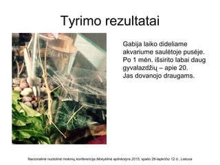 Tyrimo rezultatai
Nacionalinė nuotolinė mokinių konferencija Mokyklinė aplinkotyra 2015, spalio 28-lapkričio 12 d., Lietuva
Gabija laiko dideliame
akvariume saulėtoje pusėje.
Po 1 mėn. išsirito labai daug
gyvalazdžių – apie 20.
Jas dovanojo draugams.
 
