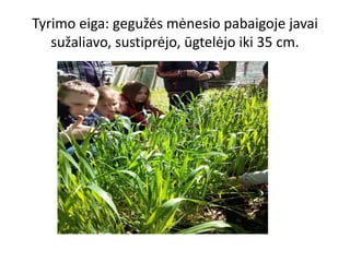 Tyrimo eiga: gegužės mėnesio pabaigoje javai
sužaliavo, sustiprėjo, ūgtelėjo iki 35 cm.
 