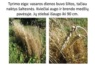 Tyrimo eiga: vasaros dienos buvo šiltos, tačiau
naktys šaltesnės. Kviečiai augo ir brendo medžių
pavėsyje. Jų stiebai išaugo iki 90 cm.
 