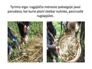 Tyrimo eiga: rugpjūčio mėnesio pabaigoje javai
parudavo, kai kurie ploni stiebai nulinko, pasiruošė
rugiapjūtei.
 