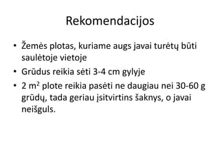 Rekomendacijos
• Žemės plotas, kuriame augs javai turėtų būti
saulėtoje vietoje
• Grūdus reikia sėti 3-4 cm gylyje
• 2 m2 plote reikia pasėti ne daugiau nei 30-60 g
grūdų, tada geriau įsitvirtins šaknys, o javai
neišguls.
 