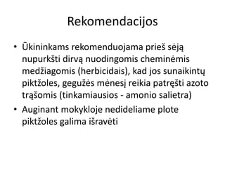 Rekomendacijos
• Ūkininkams rekomenduojama prieš sėją
nupurkšti dirvą nuodingomis cheminėmis
medžiagomis (herbicidais), kad jos sunaikintų
piktžoles, gegužės mėnesį reikia patręšti azoto
trąšomis (tinkamiausios - amonio salietra)
• Auginant mokykloje nedideliame plote
piktžoles galima išravėti
 