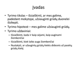 Įvadas
• Tyrimo tikslas – išsiaiškinti, ar mes galime,
padedant mokytojai, užsiauginti grūdų duonelei
išsikepti.
• Tyrimo hipotezė – mes galime užsiauginti grūdų.
• Tyrimo uždaviniai:
– Išsiaiškinti, kada ir kaip sėjami, kaip auginami
žiemkenčiai
– Išsiaiškinti, kiek laiko auga žiemkenčiai
– Nustatyti, ar užaugintų grūdų kiekis didesnis už pasėtų
grūdų kiekį
 