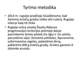 Tyrimo metodika
• 2014 m. rugsėjo pradžioje išsiaiškinome, kad
žieminių kviečių grūdus reikia sėti rudenį. Rugsėjo
vidurys kaip tik tinka.
• Rugsėjo antrą savaitę Šiaulių Rėkyvos
progimnazijos teritorijos pietinėje dalyje
pasirinkome žemės plotelį 2m ilgio ir 1m pločio,
paruošėme sėjai: išrovėme piktžoles, išpurenome,
suformavome vageles, palaistėme dirvą,
pabėrėme 600 g kviečių grudų. Grūdus gavome iš
ūkininko aruodo.
 
