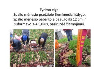 Tyrimo eiga:
Spalio mėnesio pradžioje žiemkenčiai išdygo.
Spalio mėnesio pabaigoje paaugo iki 12 cm ir
suformavo 3-4 ūglius, pasiruošė žiemojimui.
 