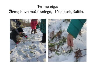 Tyrimo eiga:
Žiemą buvo mažai sniego, -10 laipsnių šalčio.
 