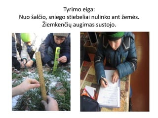 Tyrimo eiga:
Nuo šalčio, sniego stiebeliai nulinko ant žemės.
Žiemkenčių augimas sustojo.
 