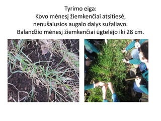 Tyrimo eiga:
Kovo mėnesį žiemkenčiai atsitiesė,
nenušalusios augalo dalys sužaliavo.
Balandžio mėnesį žiemkenčiai ūgtelėjo iki 28 cm.
 