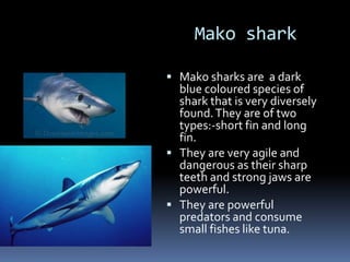 Mako shark
 Mako sharks are a dark
blue coloured species of
shark that is very diversely
found.They are of two
types:-short fin and long
fin.
 They are very agile and
dangerous as their sharp
teeth and strong jaws are
powerful.
 They are powerful
predators and consume
small fishes like tuna.
 