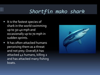 Shortfin mako shark
 It is the fastest species of
shark in the world swimming
up to 30-40 mph and
occasionally up to 70 mph in
sudden sprints.
 It has often attacked humans
perceiving them as a threat
and not prey. Overall,it has
attacked 42 humans, killing 2
and has attacked many fishing
boats.
 