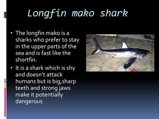 Longfin mako shark
• The longfin mako is a
sharks who prefer to stay
in the upper parts of the
sea and is fast like the
shortfin.
• It is a shark which is shy
and doesn’t attack
humans but is big,sharp
teeth and strong jaws
make it potentially
dangerous
 