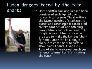 Human dangers faced by the mako
sharks  Both shortfin and longfin have been
considered endangered due to
human interference.The shortfin is
the fastest species of shark on the
planet and catching it is considered
to take a lot of skill and catching
competitions are held annually.The
longfin is caught for its fins which
are used to make the famous ‘shark
fin soup’. Once the fin is cut, the
shark is released back to suffer a
slow, painful death. Over 8-12
tons of sharks are caught each year
for entertainment and for making
the soup.
 