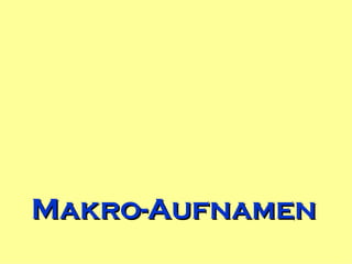 Makro-Aufnamen 