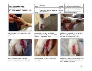 ALL CREATURES
HYPERBARIC CARE LLC.
Client Makul Diagnosis Crush Injury/w lacerations
ALL CREATURES
HYPERBARIC CARE LLC.
CLINIC
Loop 363 Animal Hospital
Temple Texas
VHBO
Treatment
Goals
Reperfusion of ischemic tissues pre-
venting amputation of half of foot,
prevent infection, and accelerate
healing at a nominal cost.

 Page 1
September 2, Emergency Clinic Tem-
ple Texas
September 7 Starting Veterinary
Hyperbaric Oxygen Treatments at All
Creatures Hyperbaric Care
September 11 Before 5th Hyperbaric
Treatment. Decreased ischemic
tissues , wound bed mobilizing.
September 20, wound bed now
covering exposed bone.Treatment 9
September 25, Healing nicely. Treat-
ment 12.
September 30th last treatment healing
very well. Total VHBO treatments 14
over 18 days. AMAZING
 
