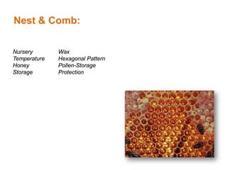 Nest & Comb:

Nursery       Wax
Temperature   Hexagonal Pattern
Honey         Pollen-Storage
Storage       Protection
 