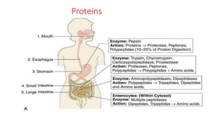 Proteins
 