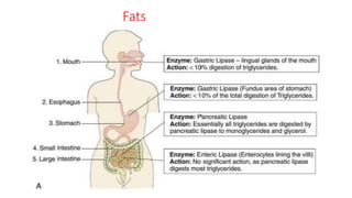 Fats
 