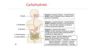 Carbohydrate
 