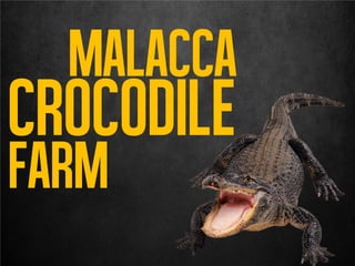 Malacca
crocodile
farm
 