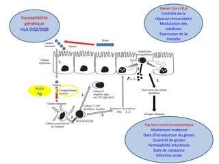 Susceptibilité
génétique
HLA DQ2/DQ8
Gènes hors HLA
Contrôle de la
réponse immunitaire
Modulation des
cytokines
Expression...